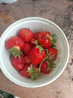 IMG_20240530_140216.jpg
