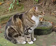 IMG_5659 v (173) - Pippi.webp