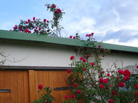 DSC03459.JPG