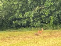 IMG_5286.jpeg