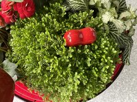 IMG_1510.jpeg