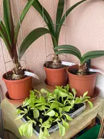 Amaryllis*Salat*Romana*24-05-30_01.webp