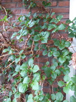 P1040549KLetterhortensie.JPG