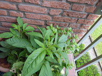 P1040555Pepino mit MInze im HIntergrund.JPG