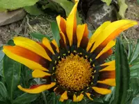 2024GazSchn.webp