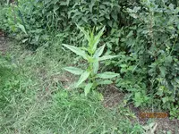 Karde.webp