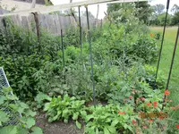 Tomaten.webp