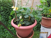 Erdbeeren.JPG