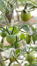 Tomaten.webp