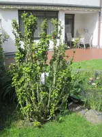 Hibiskus 2024.webp