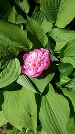 Hosta.jpg