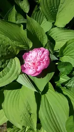 Hosta.jpg