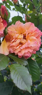 20240602_124217.webp