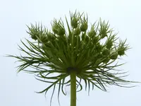 003.webp