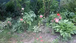 Hosta2.webp