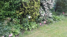 Hosta3.jpg