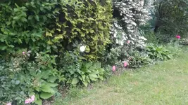 Hosta3.webp
