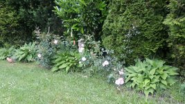 Hosta1.jpg