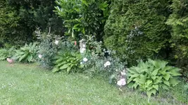 Hosta1.webp