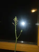 IMG_20240602_000614.webp