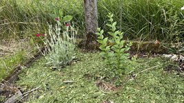 IMG_0185.jpeg