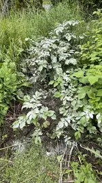 IMG_0199.jpeg