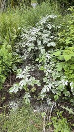 IMG_0199.jpeg