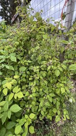 IMG_0201.jpeg