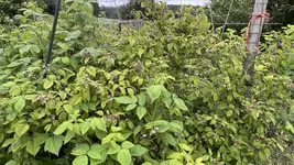 IMG_0200.jpeg