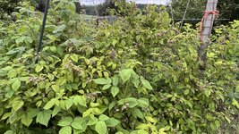 IMG_0200.jpeg