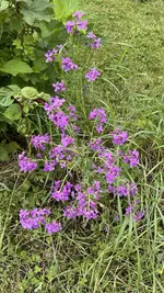 IMG_0202.jpeg