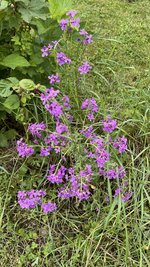 IMG_0202.jpeg