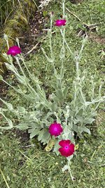 IMG_0203.jpeg