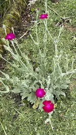 IMG_0203.jpeg