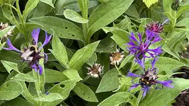 IMG_0195.jpeg