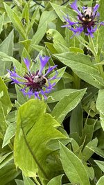 IMG_0191.jpeg