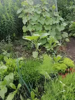 Sonnenblume  vor den Gurken.webp
