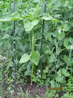 Sonnenblume Markerbsen.webp