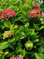 IMG_20240602_094834.webp