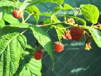 IMG_20240603_075714.webp