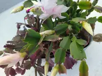 IMG_20240604_103916.webp
