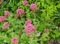 IMG_20240604_172215.webp