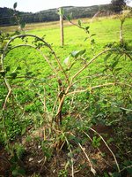 IMG_20240603_160958.jpg