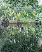 ente.jpg