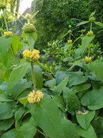 IMG_20240604_190134.webp