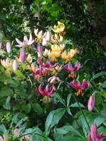 IMG_20240604_185813.webp