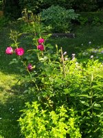 IMG_20240604_185647.jpg