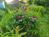 IMG_20240604_185633.jpg