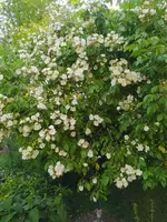 IMG_20240604_185526.webp