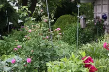Juni         2624.webp